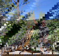 Private Shoalhaven Zoo Experience from Sydney - Tourism Brisbane