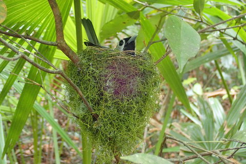 Full Day Sub-Tropical Rainforest Canyoning Adventure From Sydney - Tourism Brisbane 4