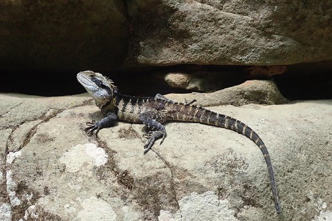 Full Day Sub-Tropical Rainforest Canyoning Adventure From Sydney - Tourism Brisbane 6