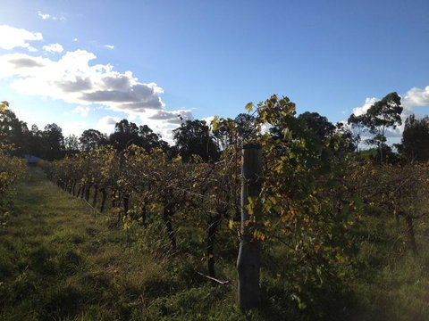 Small Group All Inclusive Hunter Valley Wine Tasting Tour From Sydney - Tourism Brisbane 18