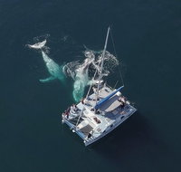 Coffs Harbour Whale Watch Experience - Tourism Brisbane
