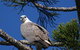 Brunswick Heads Rainforest Eco-Cruise - thumb 7