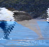 Whale Watching Jervis Bay - Tourism Brisbane