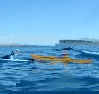 Whale Watching by Sea Kayak in Batemans Bay - Brisbane Tourism