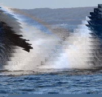 Jervis Bay Whale Watching Tour - Tourism Brisbane