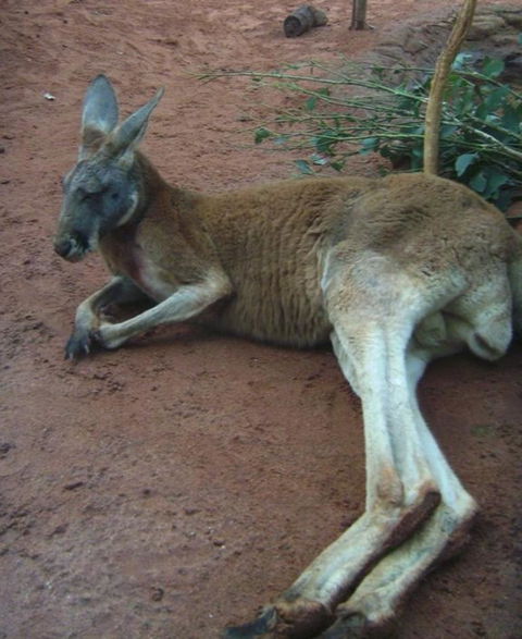 WILD LIFE Sydney Entrance Ticket - Brisbane 4u 13