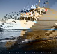 Jervis Bay Dolphin Watch Cruise - Tourism Brisbane