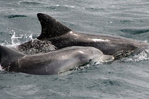 Jervis Bay Dolphin Watch Cruise - Brisbane Tourism 5