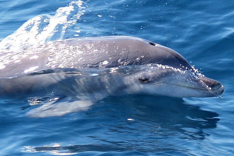 Jervis Bay Dolphin Watch Cruise - Brisbane Tourism 3