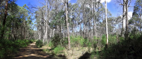 Blue Range Camping And Picnic Area - Tourism Brisbane 1