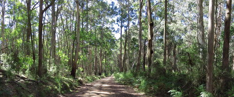 Blue Range Camping And Picnic Area - Tourism Brisbane 2