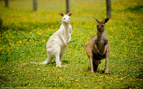 Bordertown Wildlife Park - Brisbane 4u 0