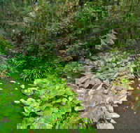 Brindle Creek Walking Track - Brisbane Tourism