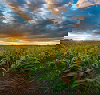 Capella - Tourism Brisbane