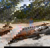 Crooked Brook Forest - Brisbane Tourism