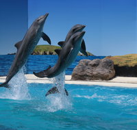 Dolphin Marine Conservation Park - Tourism Brisbane