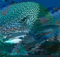 Fish Bowl Dive Site - Tourism Brisbane