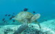 Flinders Reef Dive Site - thumb 0