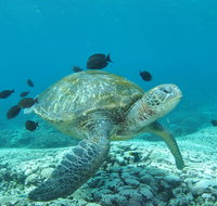 Flinders Reef Dive Site - Tourism Brisbane