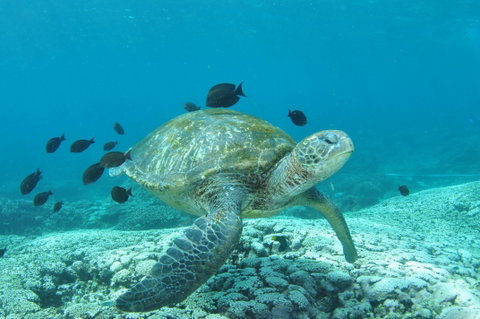 Flinders Reef Dive Site - Tourism Brisbane 0