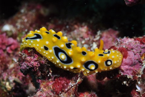 Flinders Reef Dive Site - Tourism Brisbane 1