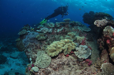 Flinders Reef Dive Site - Tourism Brisbane 2