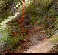 Great North walk - Brisbane Water National Park - Brisbane Tourism