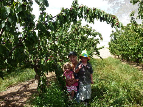 Harben Vale Pick Your Own Cherries - Tourism Brisbane 0