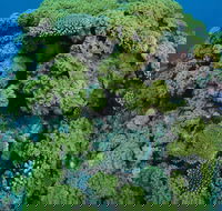 Keeper Reef Dive Site - Tourism Brisbane