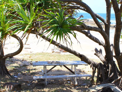 Little Shelley - Tourism Brisbane 2