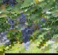 Luskintyre - Brisbane Tourism