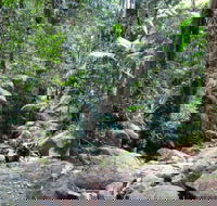Lyrebird track - Tourism Brisbane