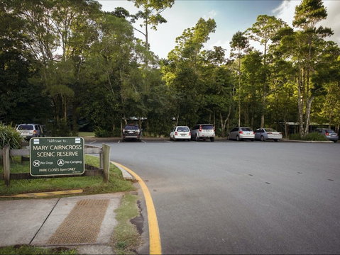 Mary Cairncross Scenic Reserve Rainforest Walk - Tourism Brisbane 1