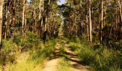 Mining Road Fire Trail, Old Gibber Road Rire Trail - Brisbane Tourism 0
