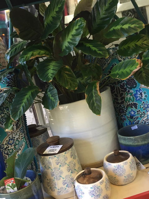 Noreen's Seaside Shop - Brisbane 4u 0