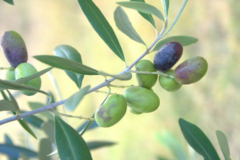 Olives Of Beaulieu - Tourism Brisbane 2
