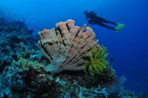 Pixie Pinnacle Dive Site - Brisbane Tourism 1