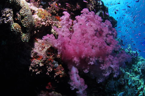 Pixie Pinnacle Dive Site - Brisbane Tourism 2