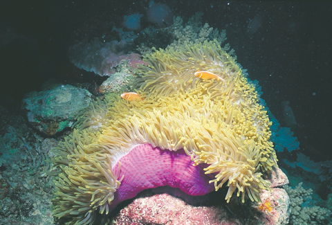 Rowley Shoals - Tourism Brisbane 2