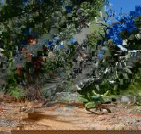 Scorpion Trail Kalamunda Mountain Bike Trails - Tourism Brisbane