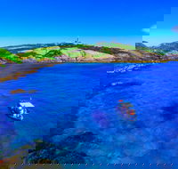 Snorkelling Montague Island - Tourism Brisbane