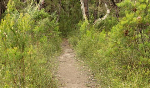 Three Views Walking Track - Brisbane Tourism 0