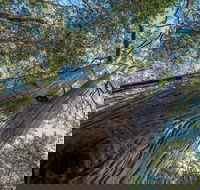 Wallumatta Nature Reserve - Tourism Brisbane
