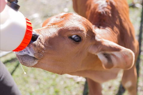 White Ridge Farm - Brisbane Tourism 1