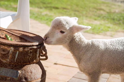 White Ridge Farm - Brisbane Tourism 2