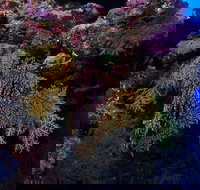 Around The Bend Dive Site - Tourism Brisbane