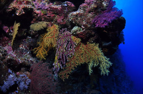 Around The Bend Dive Site - Tourism Brisbane 0