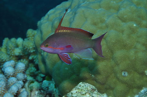 Around The Bend Dive Site - Tourism Brisbane 1