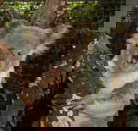 Birdland Animal Park - Brisbane Tourism