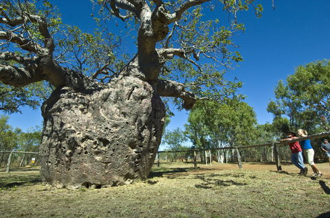Boab Prison Tree - Tourism Brisbane 1